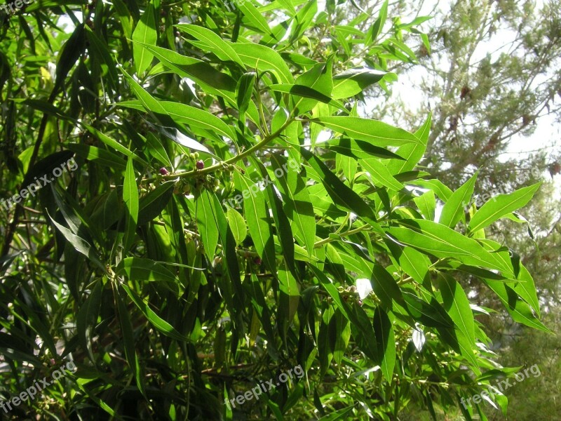 Shrub Greenery Leaves Foliage Vegetation