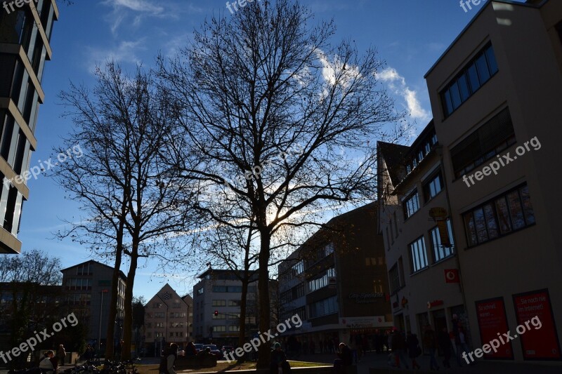 Ulm Tree Stadtmitte Free Photos