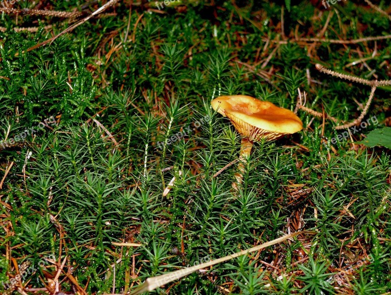 Forest Floor Mushroom Moss Screen Fungus Lamellar