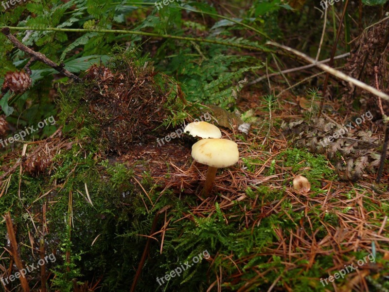 Forest Mushroom Mushroom Forest Floor Fern Moss