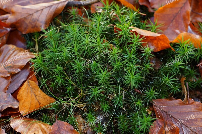 Forest Forest Floor Plant Green Leaves