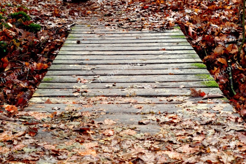 Boardwalk Web Bridge Transition Forest