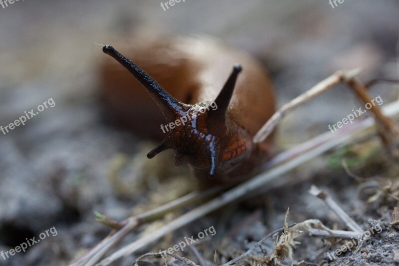 Slug Snail Nature Animals Probe