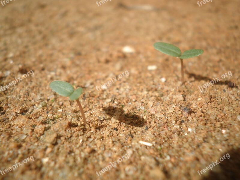 Seedling Plant Growth Grass Leaves