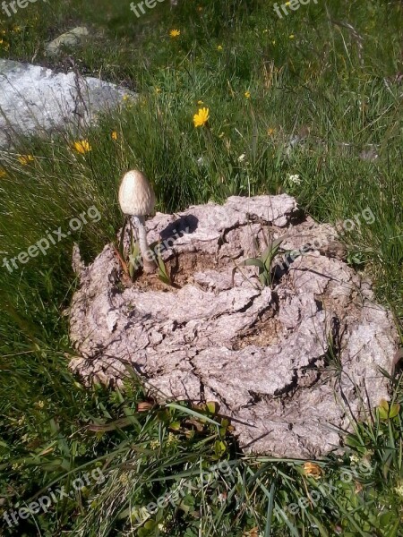 Mushroom Comatus Cow Dung Meadow Free Photos