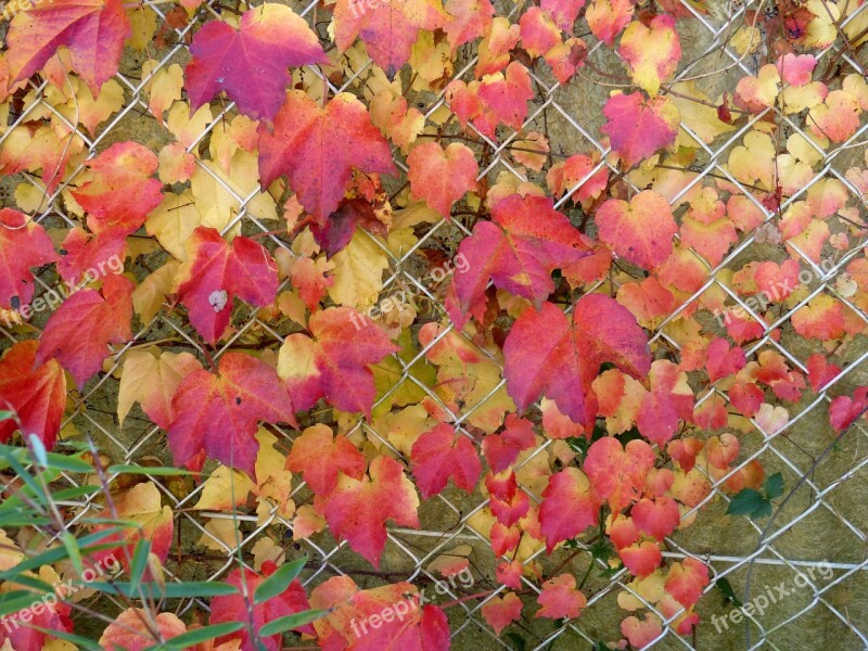 Autumn Golden Autumn Leaves Leaves In The Autumn Colorful