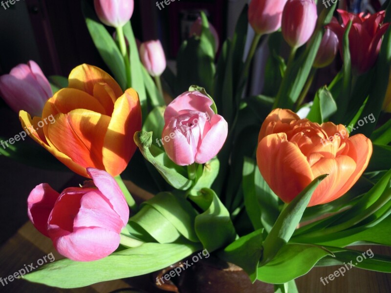 Tulips Flowers Plant Spring Colorful