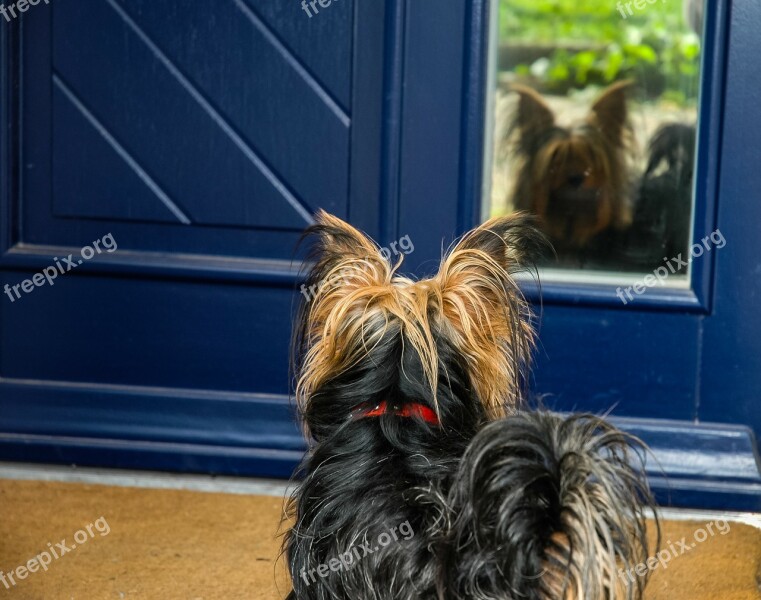 Dog Yorkshire Terrier Small Dog Free Photos