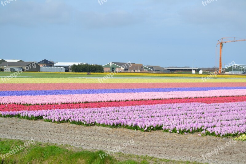 Dutch Bulb Blooming Flower Amsterdam