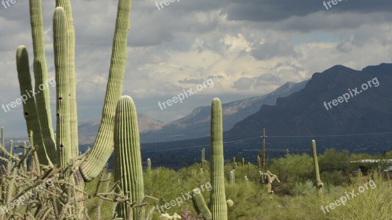 Saguaro Arizona Landscape Cacti Sky