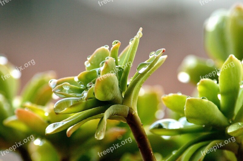 Succulent Plant Rain Water Plant Drops