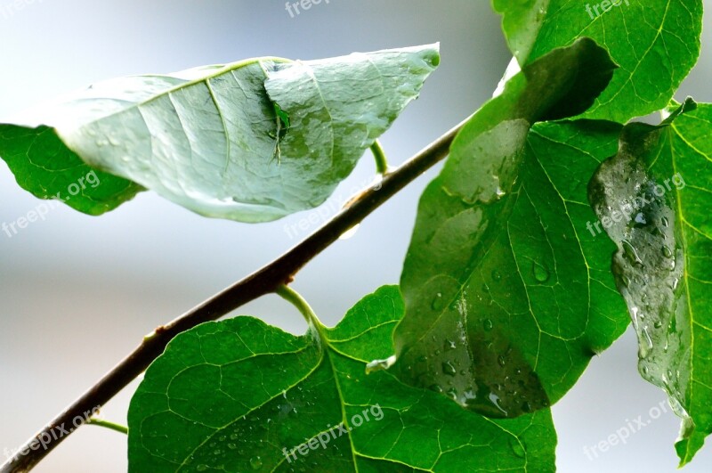 Rain Water Wet Drops Rainy Day