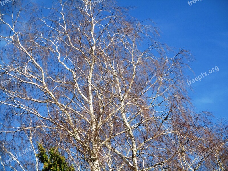 Trees Birch Nature Sky Tree