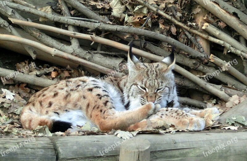 Lynx Big Cat Alpine Zoo Wildcat Lynx Lynx