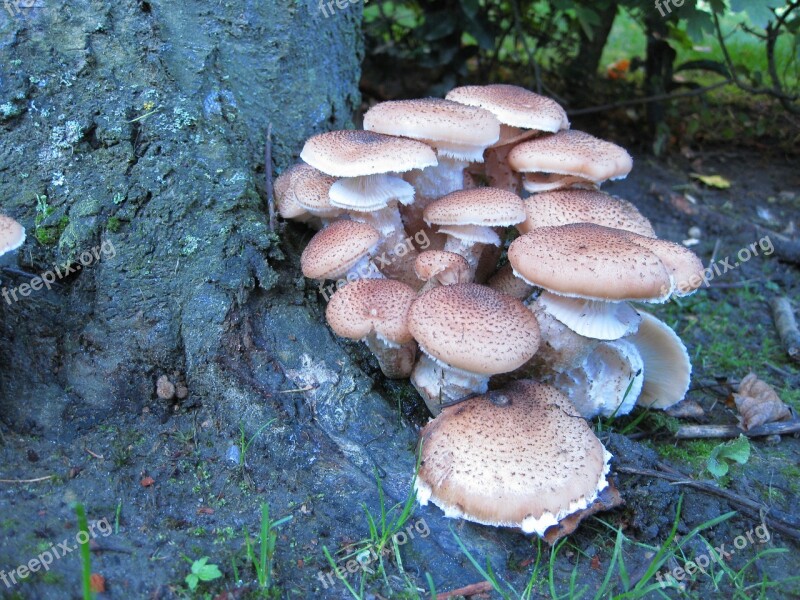 Tree Mushroom Fouling Plant Free Photos