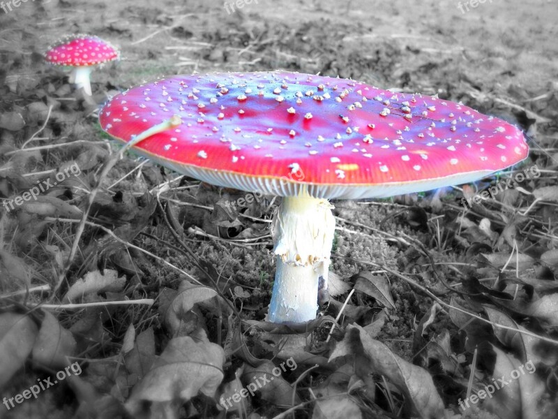 Fly Agaric Mushroom Toxic Nature Autumn