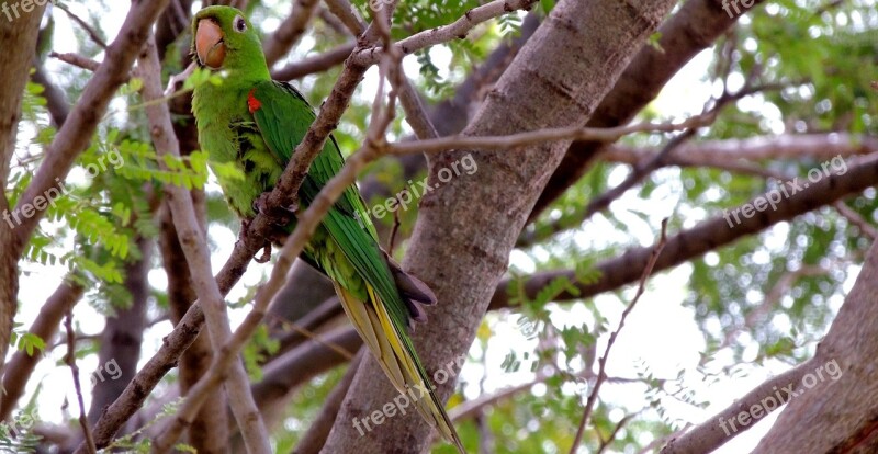 Bird Parrot Nature Maritaca Tropical Birds