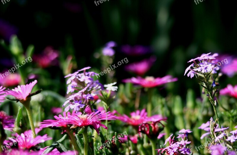 Vygies Flowers Pink Wild Flowers Verbena