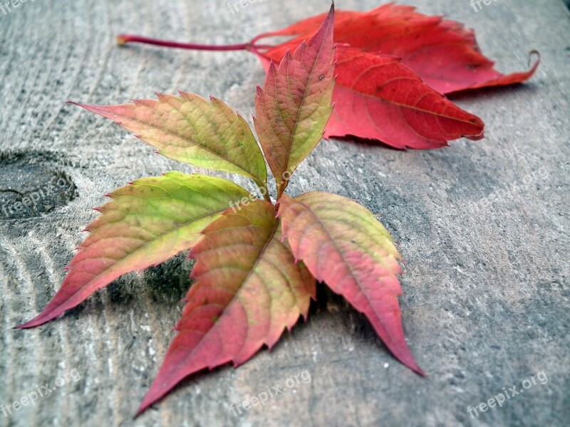 Leaves Autumn Listopad Autumn Leaf Red