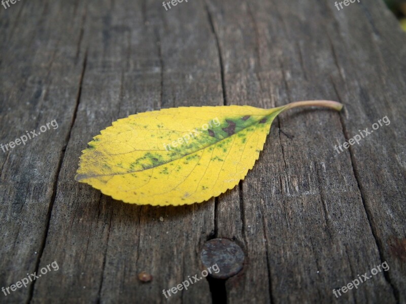 Autumn Leaf Sheet Autumn Yellow Listopad