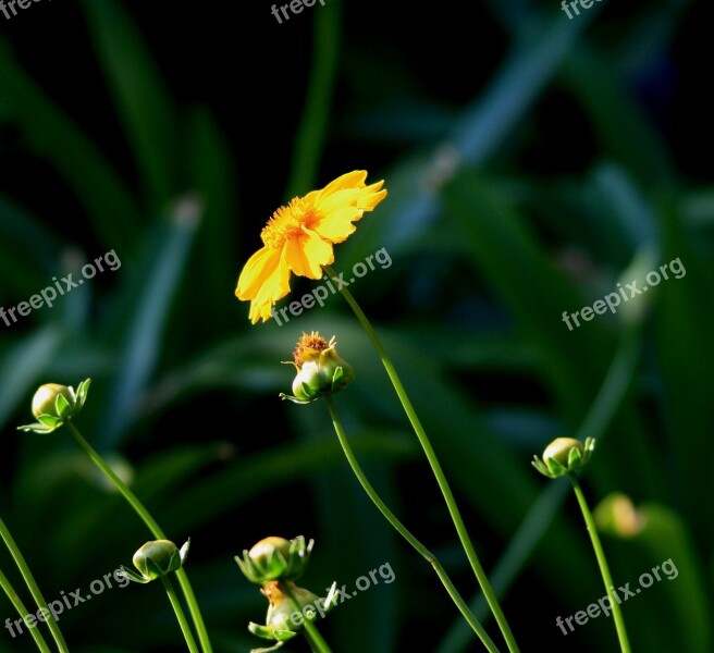 Daisy Flower Single Yellow Buds