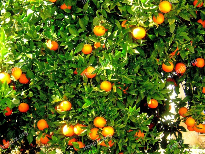 Oranges Fruit Orange Tree Spain Citrus Fruit