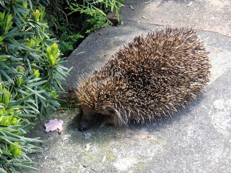 Hedgehog Animals Prickly Spiny Mammal