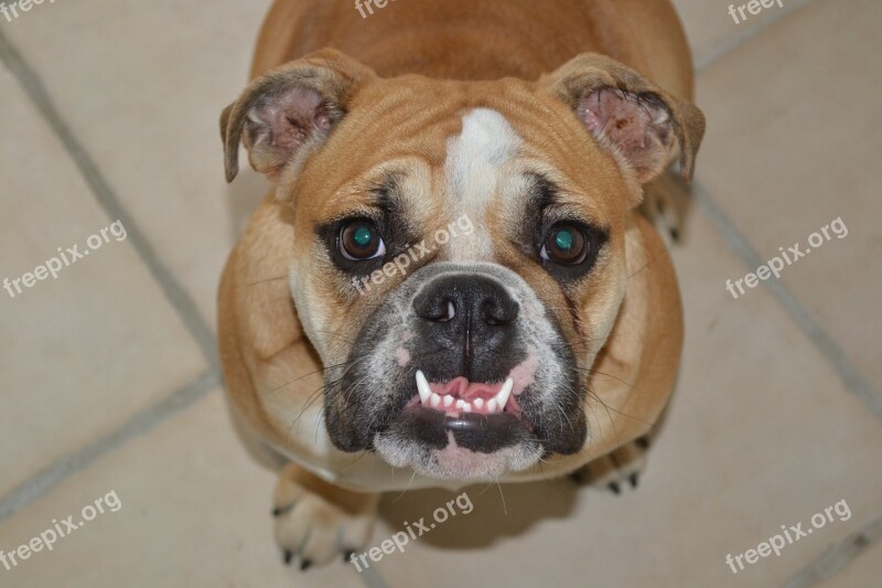 Canine Teeth Bulldog Dog English Bulldog Pet