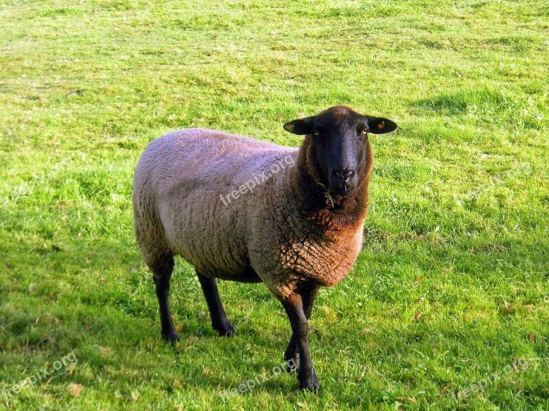 Black Face Sheep Sheep Animal Farm Farm Animals