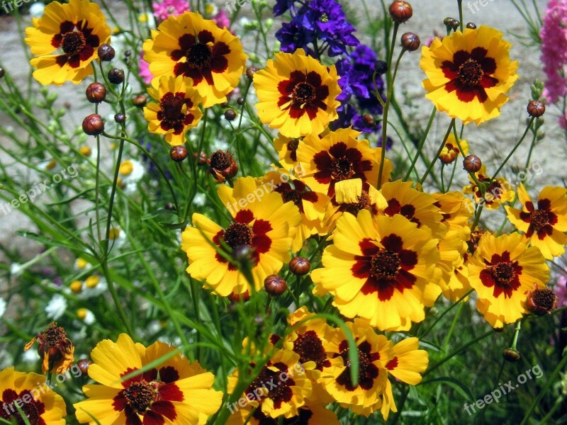 Yellow Daisies Flowers Summer Flowers Floral Bright