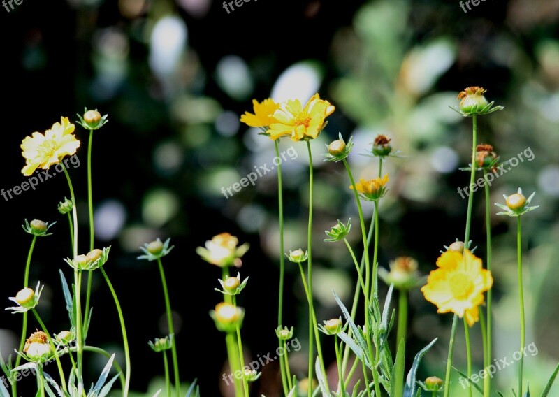 Daisies Yellow Stems Upright Long