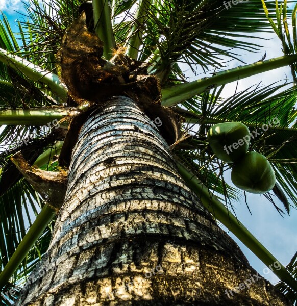 Coconut Tree Palm Coconuts Free Photos