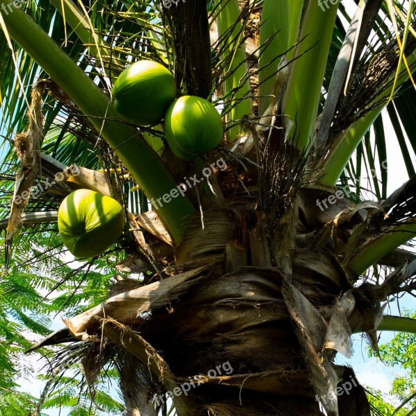 Coconut Tree Palm Coconuts Free Photos