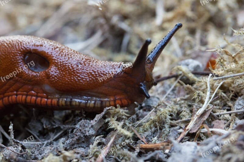 Slug Snail Reptile Animal Probe