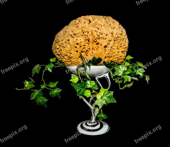 Decoration Natural Sponge Ivy Glass Bowl Free Photos