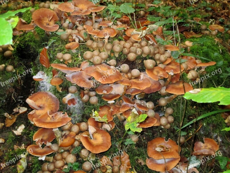 Nameko Mushrooms Nature Autumn Leaves