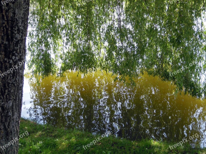 Weeping Willow Water Mirroring Reflection Tree