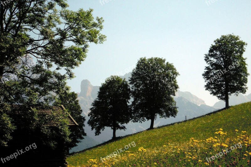 Tree Limestone Alps Steinernes Meer Trees Nature