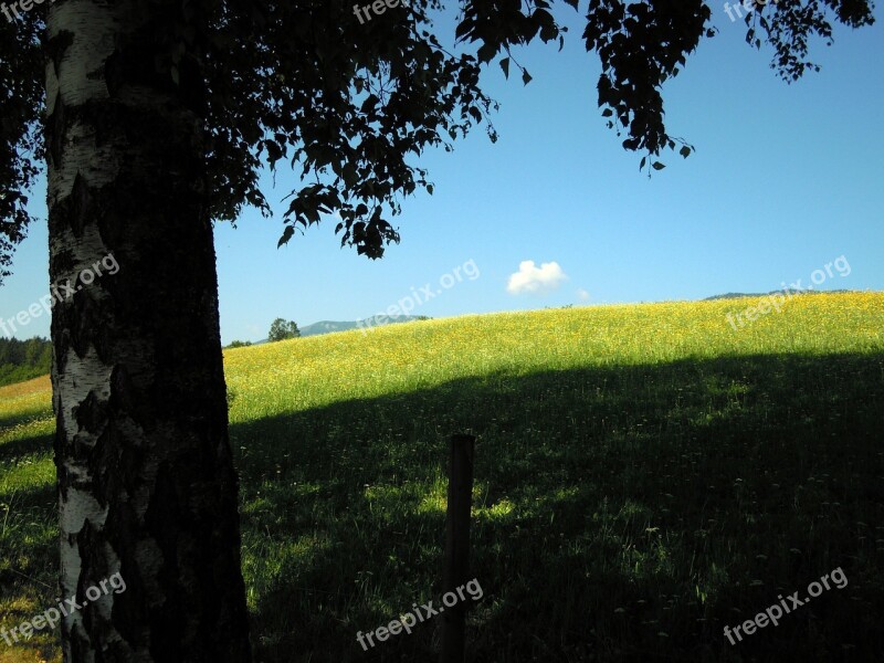 Landscape Plant Nature Sun Sky