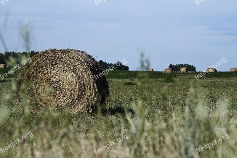 Hay Bale Prairie Hay Bale Wheat