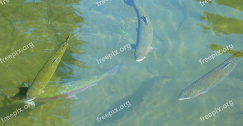 Rainbow Trout Trout Fish Fishing River