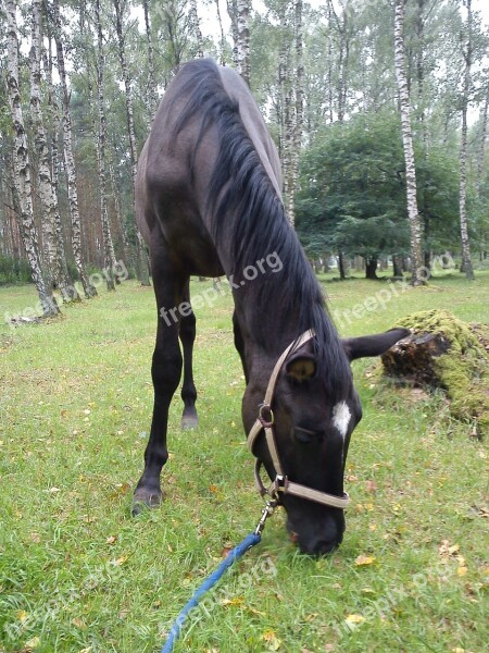 The Horse Horses Offspring Colt Horse