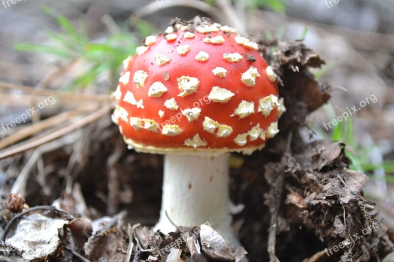 Amanita Muscaria Fly Agaric Mushroom Red Fungi Poison