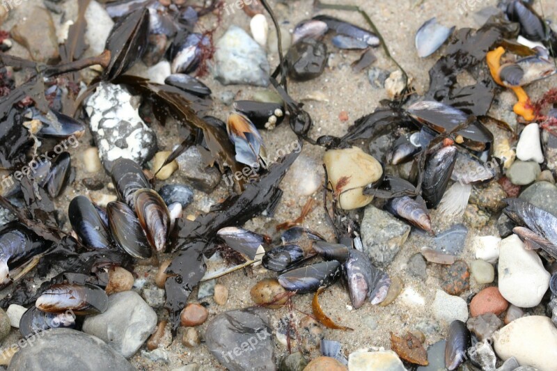 Beach Mussels Sea Stones Free Photos