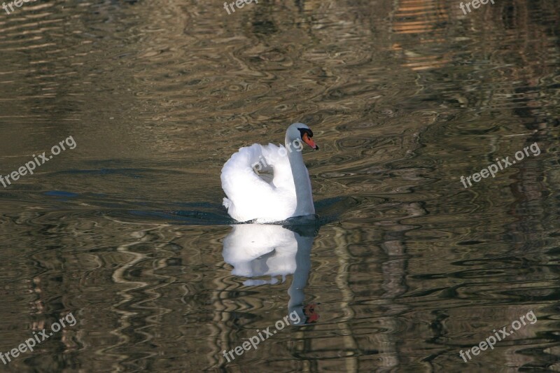 Swan Schambach Schambach Valley Altmühltal Nature Park Idyll