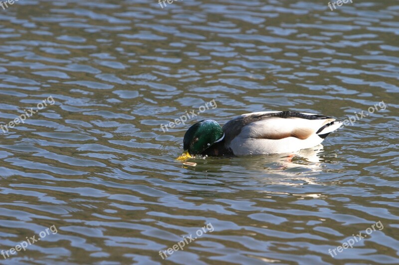 Duck Wild Duck Altmühl Water Altmühltal Nature Park