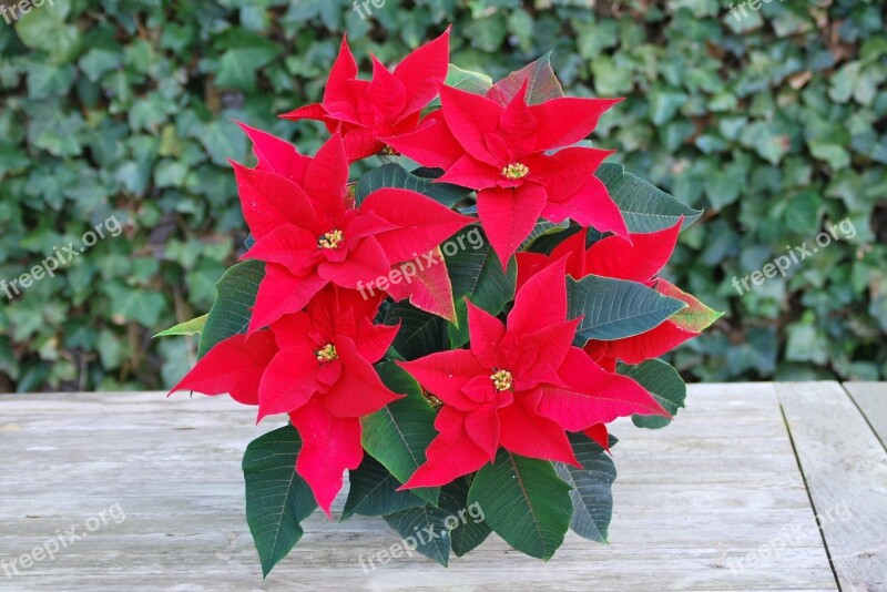 Christmas Rose Flowers Red Red Flower Free Photos