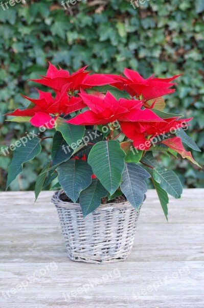 Christmas Rose Flowers Red Flower Pot Free Photos