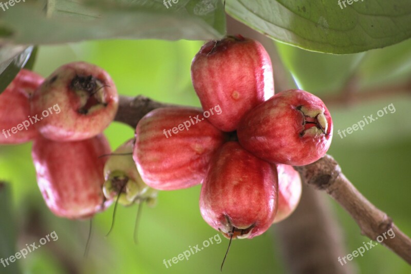 Guava Fruit Red Free Photos