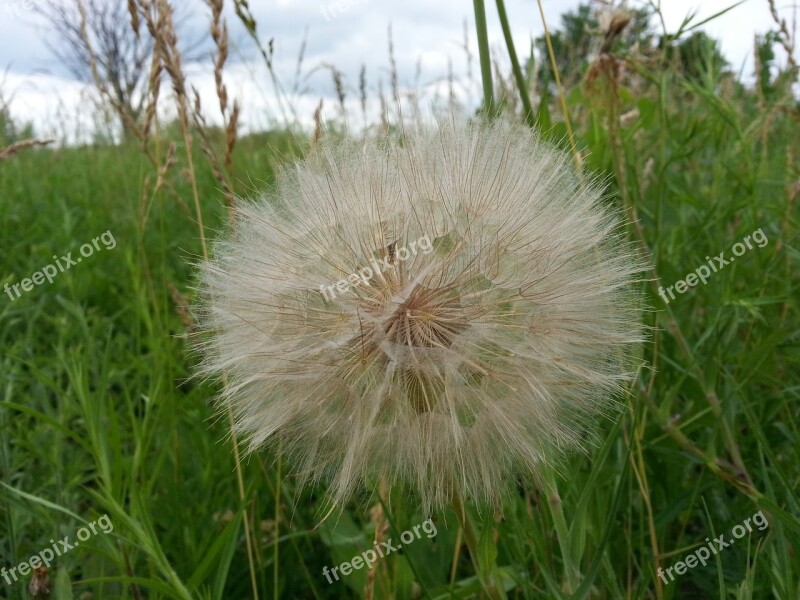 Dandelion Nature Flora Plant Meadow